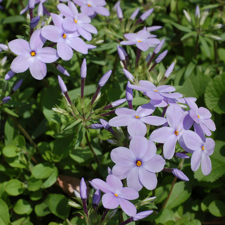 Creeping Phlox plant