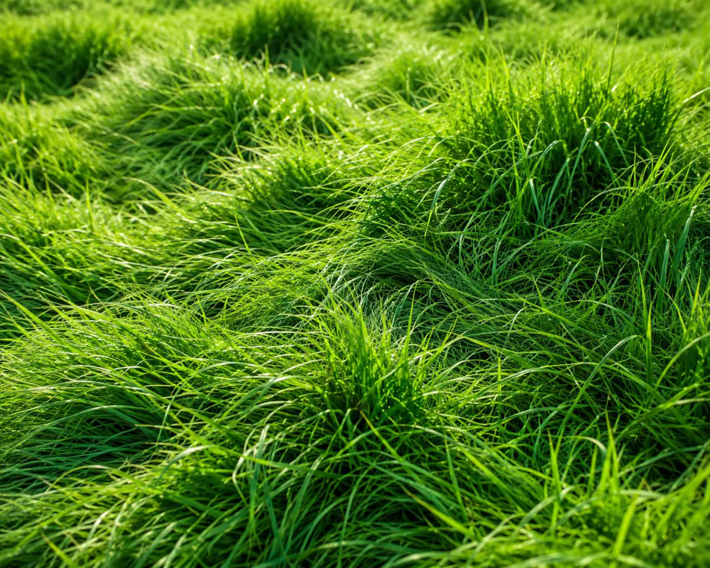 Creeping Red Fescue grass seeds for planting and fine-textured lawn growth