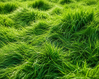 Creeping Red Fescue grass seeds for planting and fine-textured lawn growth