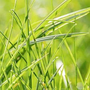 Creeping Red Fescue grass seeds for planting and fine-textured lawn growth