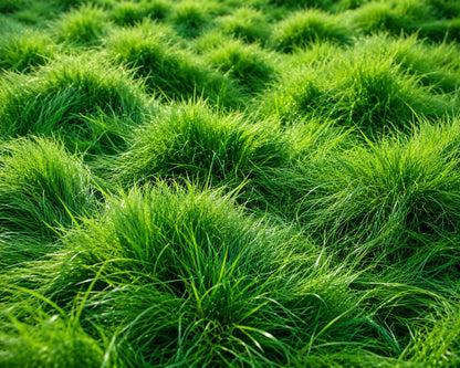 Creeping Red Fescue grass seeds for planting and fine-textured lawn growth
