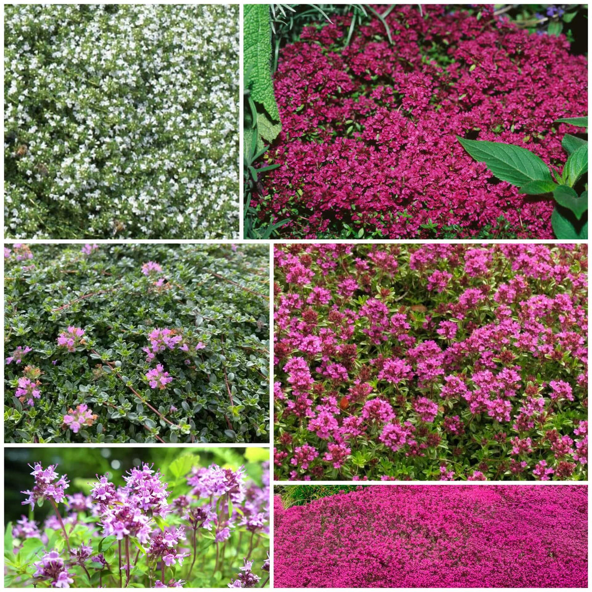 Creeping Thyme plant
