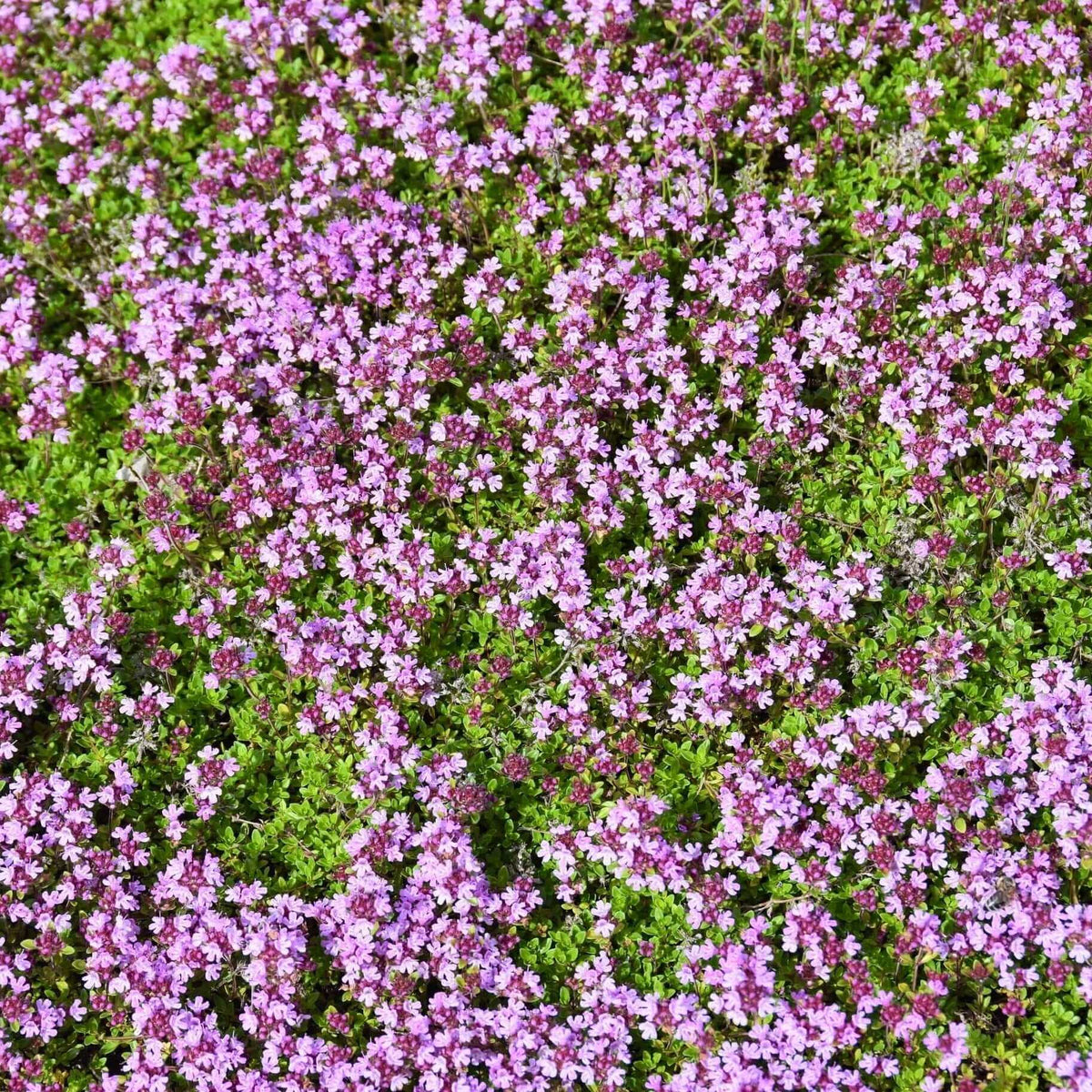 Creeping Thyme plant
