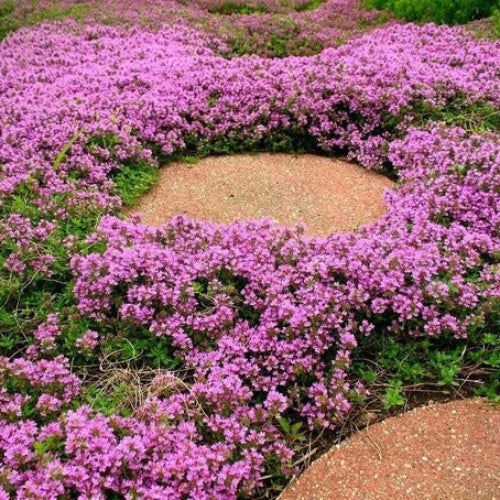 Creeping Thyme plant