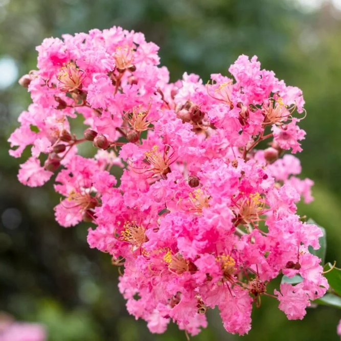 Pink Crepe Myrtle plant