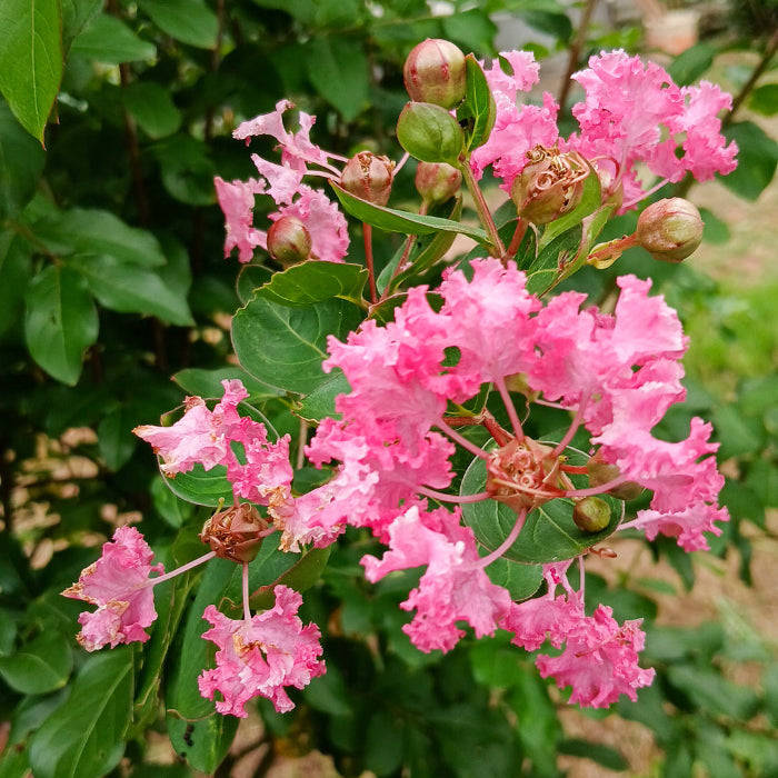 Pink Crepe Myrtle plant