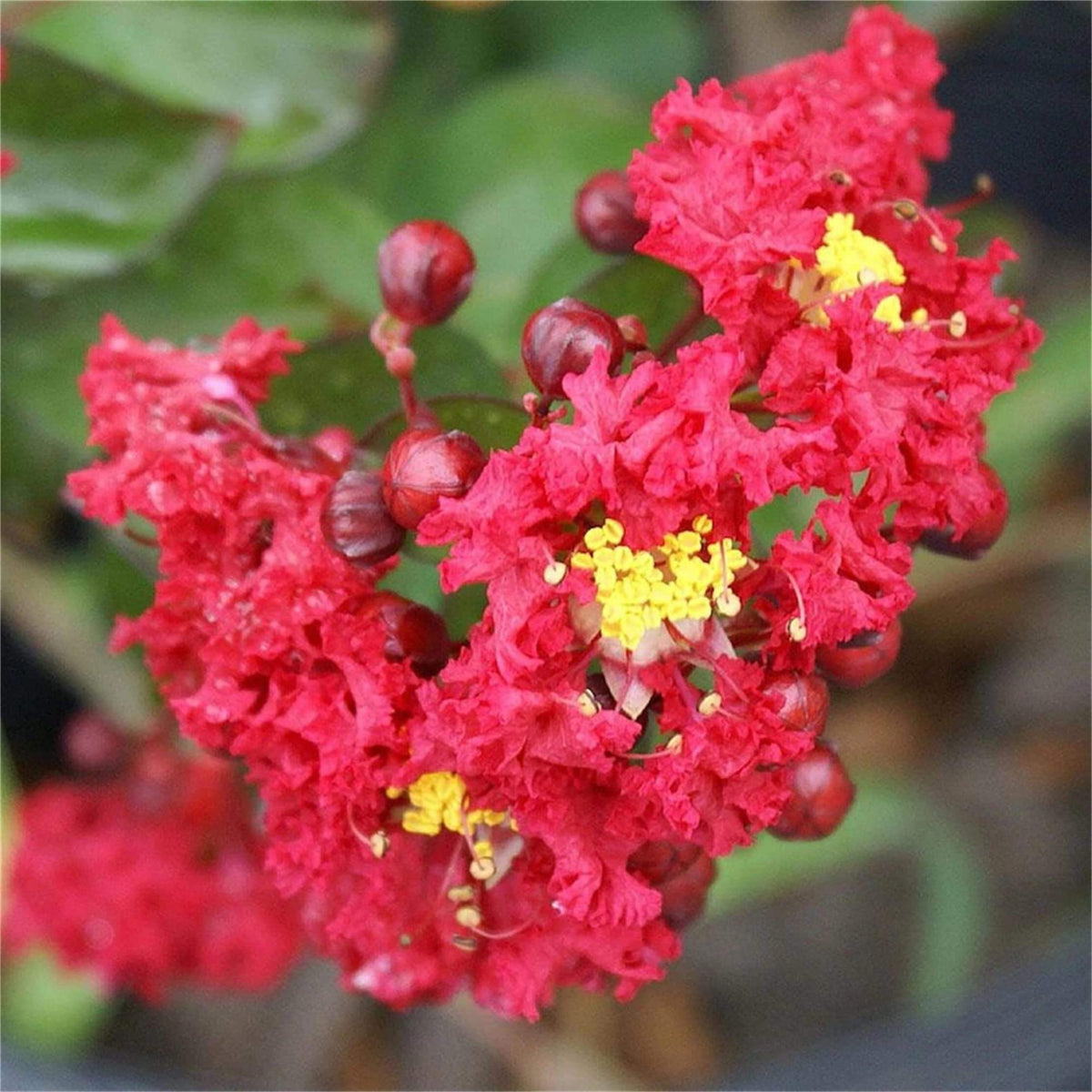 Crepe Myrtle plant