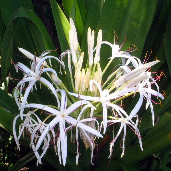 White Crinum flower seeds