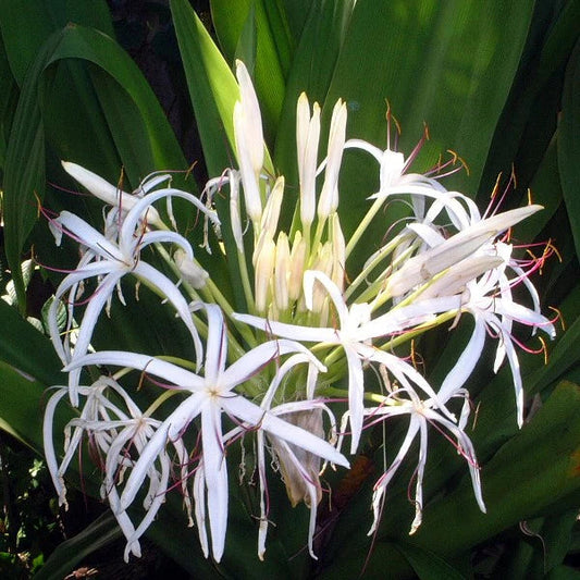 White Crinum flower seeds