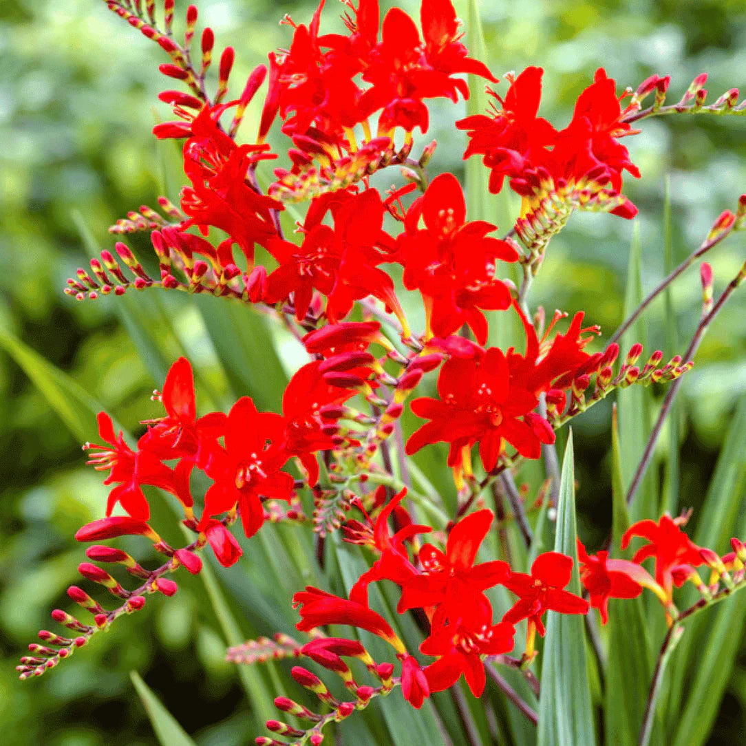 Crocosmia flower seeds