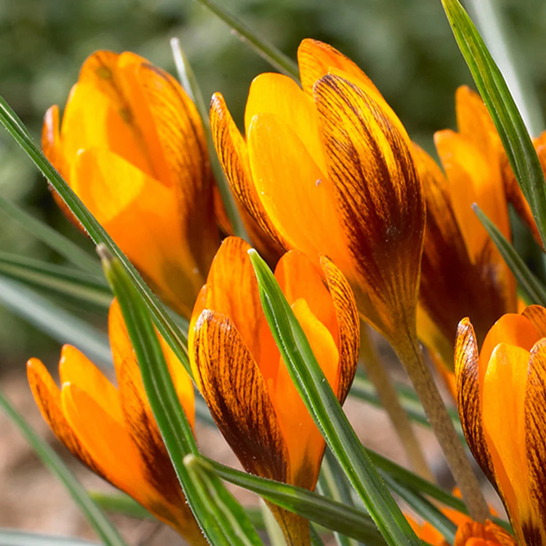 Orange Brown flower seeds