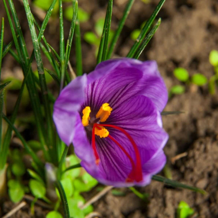 Crocus Sativus plant