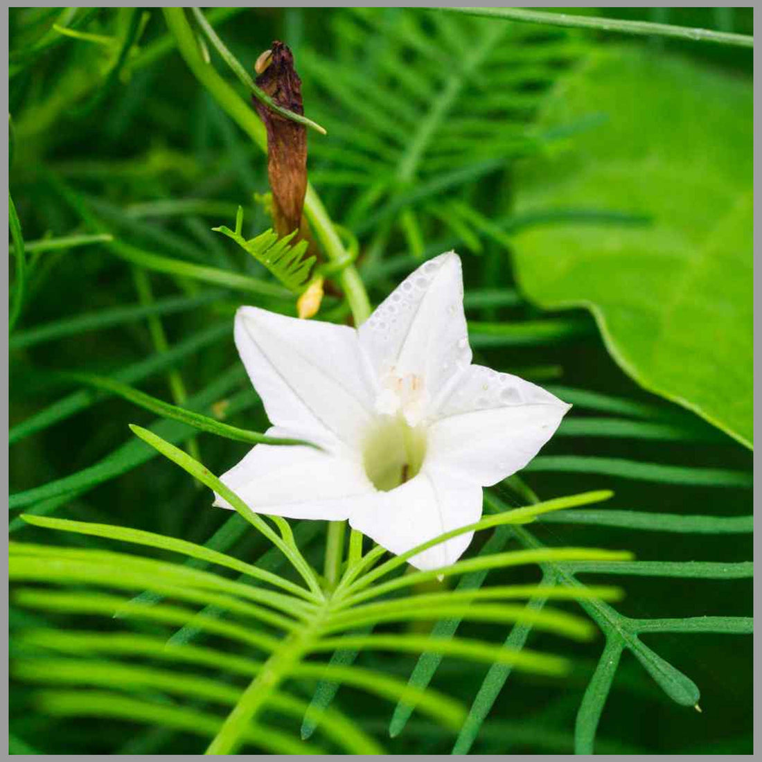 White Cryptolepis flower seeds