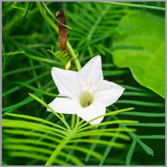 White Cryptolepis flower seeds