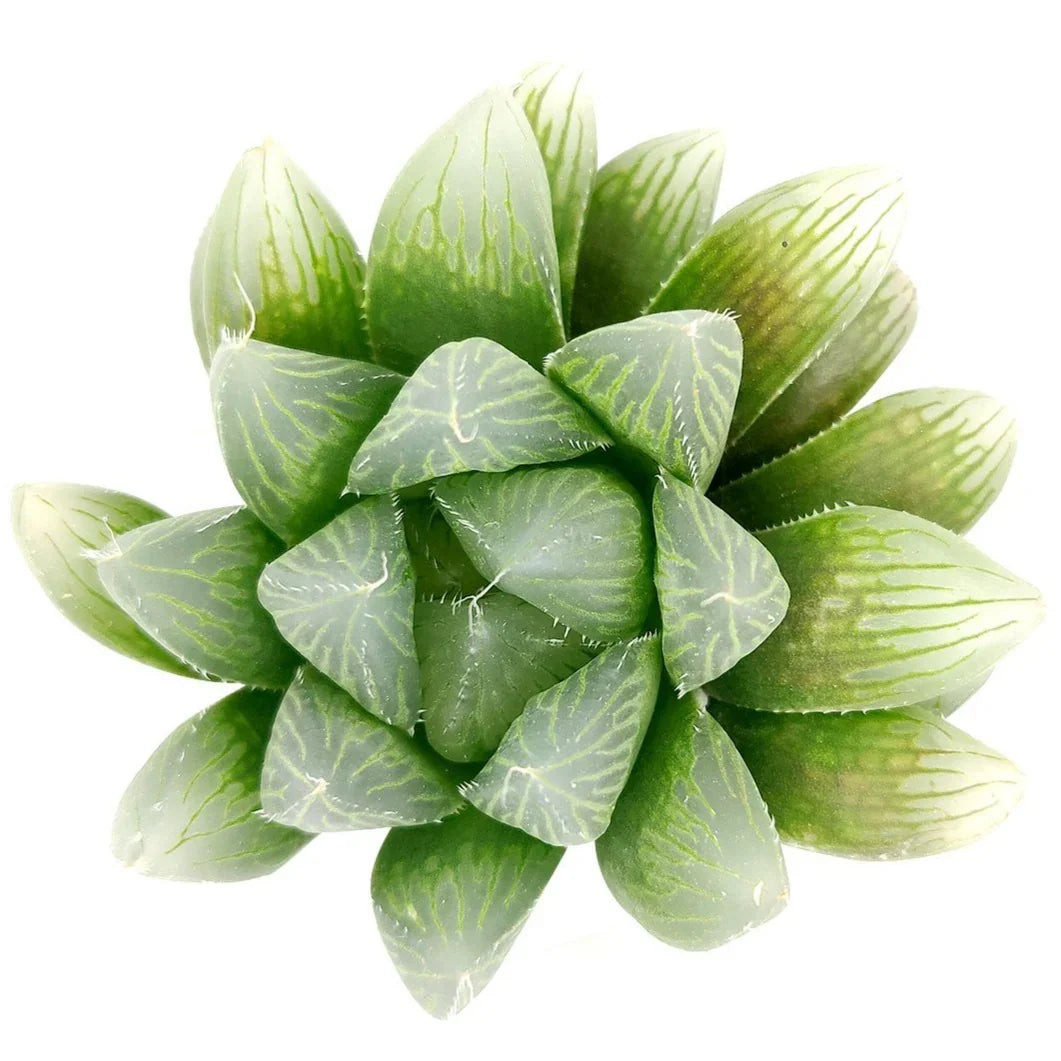 Succulent Haworthia Obtusa plant