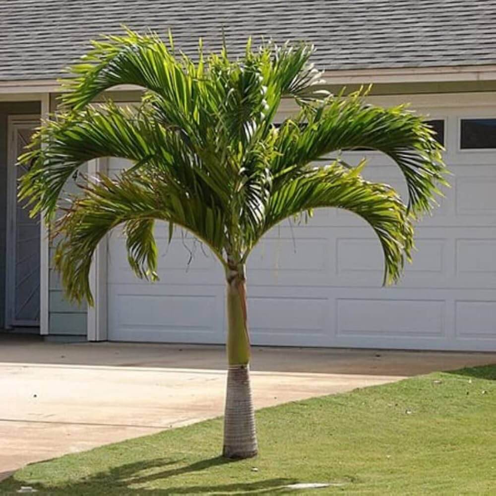 Cuban Royal Palm plant