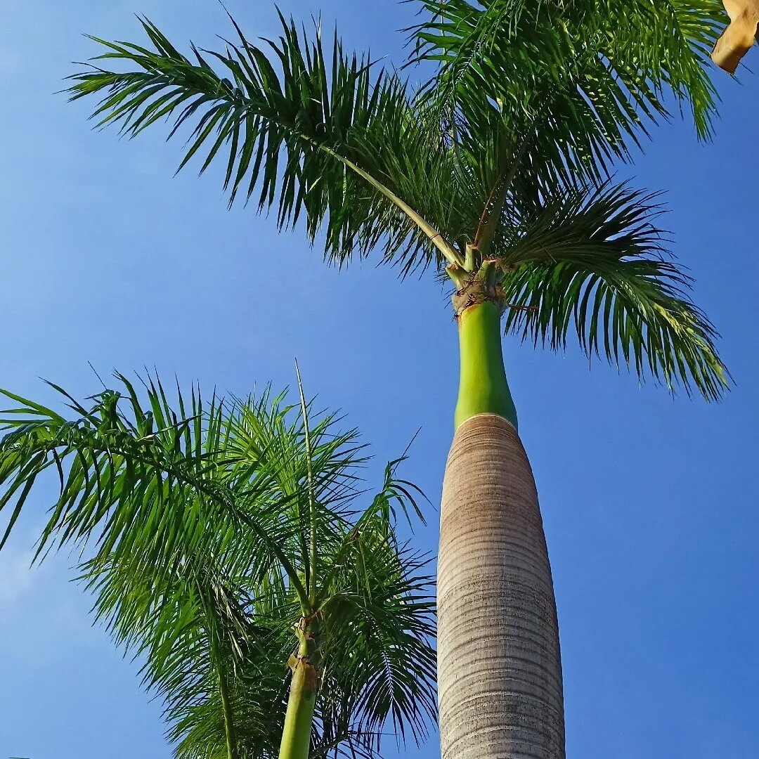 Cuban Royal Palm plant