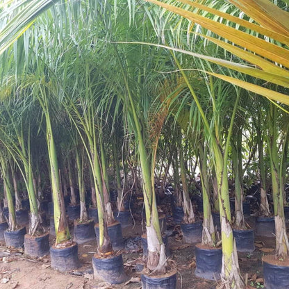 Cuban Royal Palm plant
