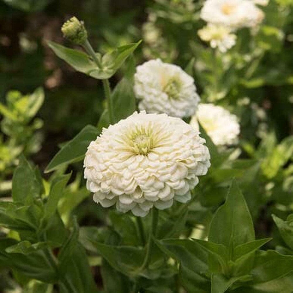 Cupcake Zinnias plant
