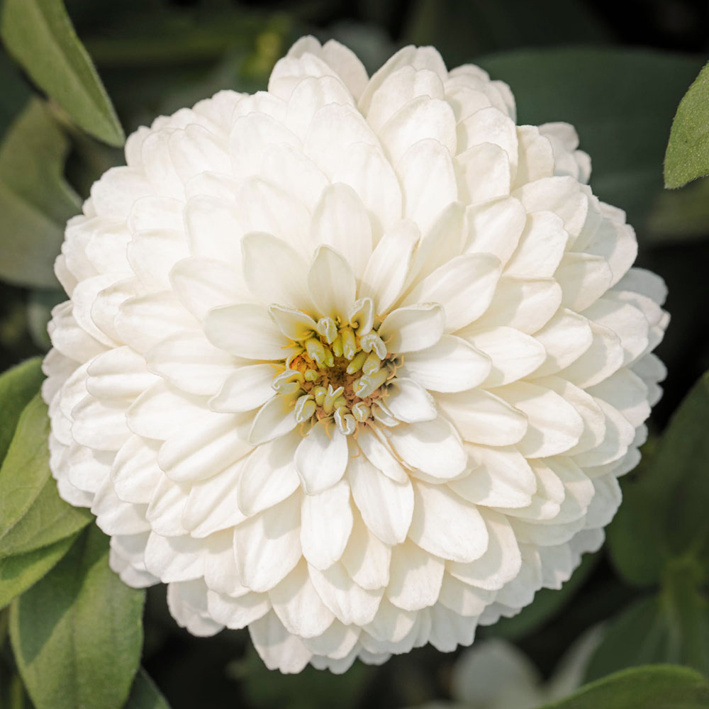 Cupcake Zinnias plant