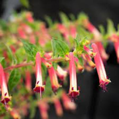 Cigar Plant Cuphea plant