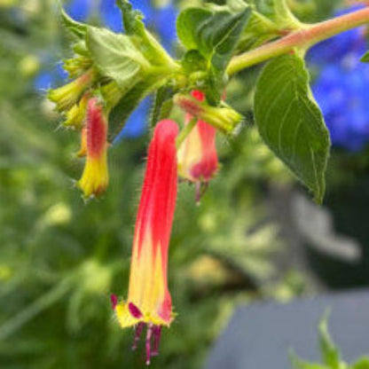 Cigar Plant Cuphea plant