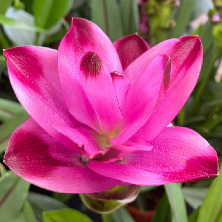 Pink Curcuma flower seeds