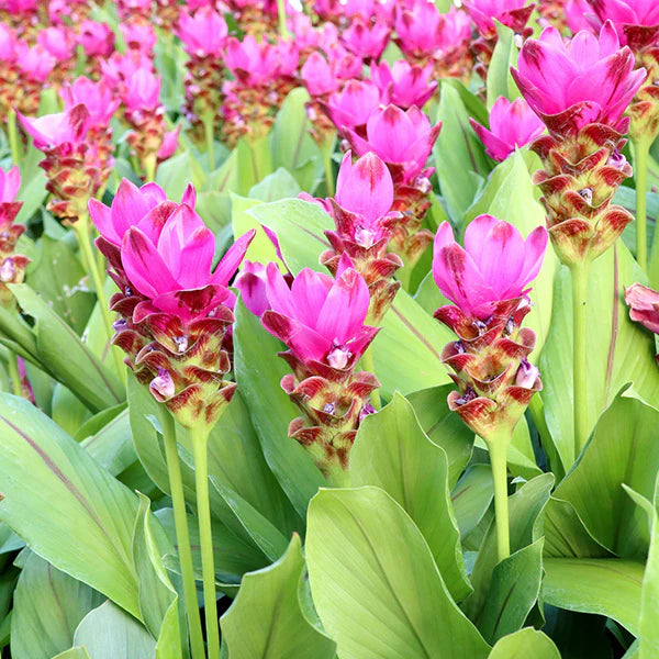 Pink Turmeric flower seeds
