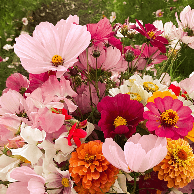 Cut Flower plant