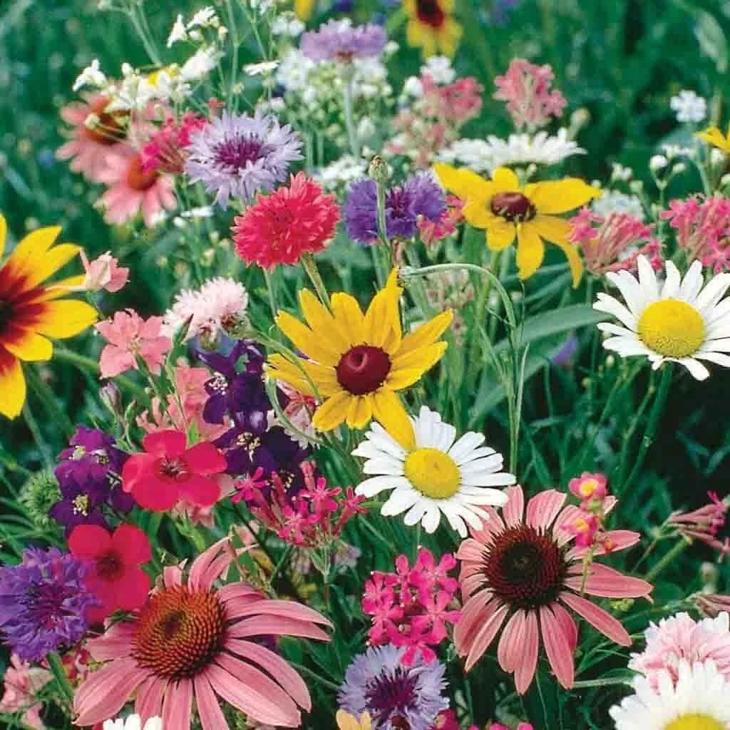 Cut Flower plant