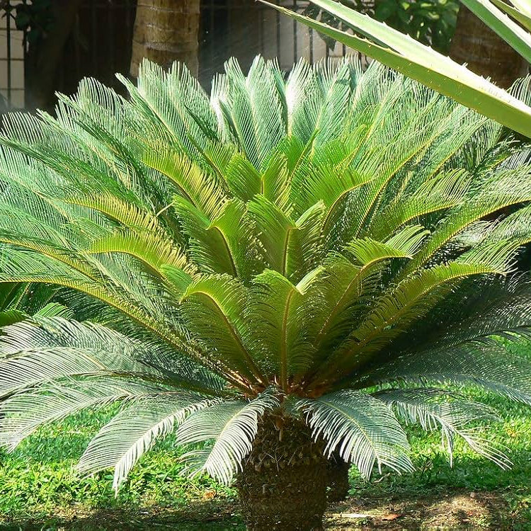 Cycas Palm Plant