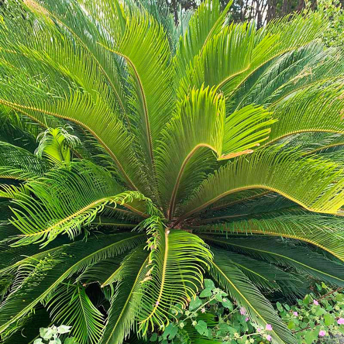 Cycas Palm Plant