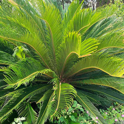 Cycas Palm Plant