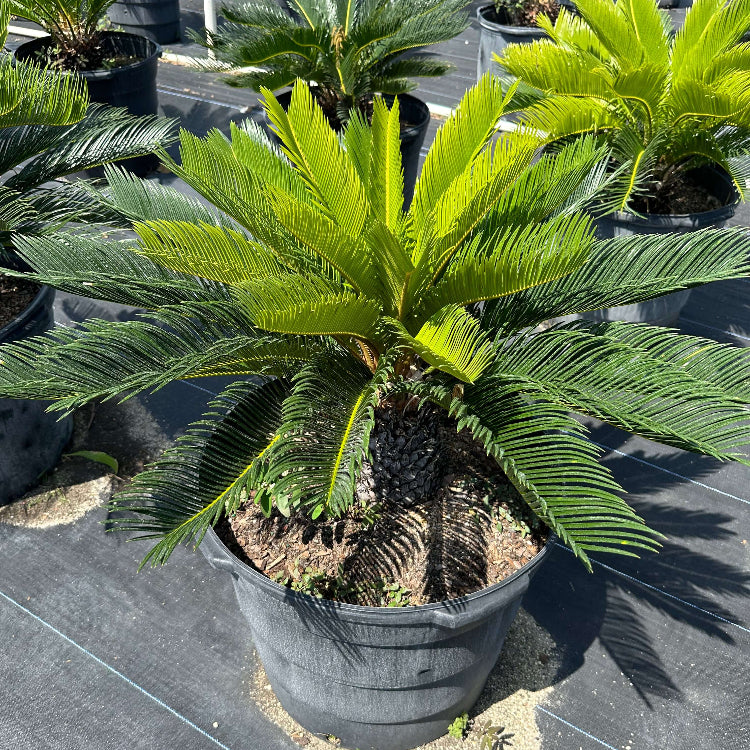 Cycas Palm Plant