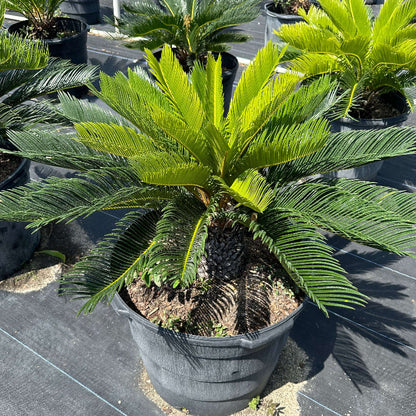 Cycas Palm Plant