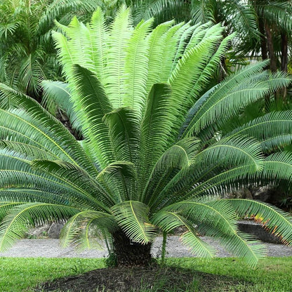 Cycas Revoluta plant