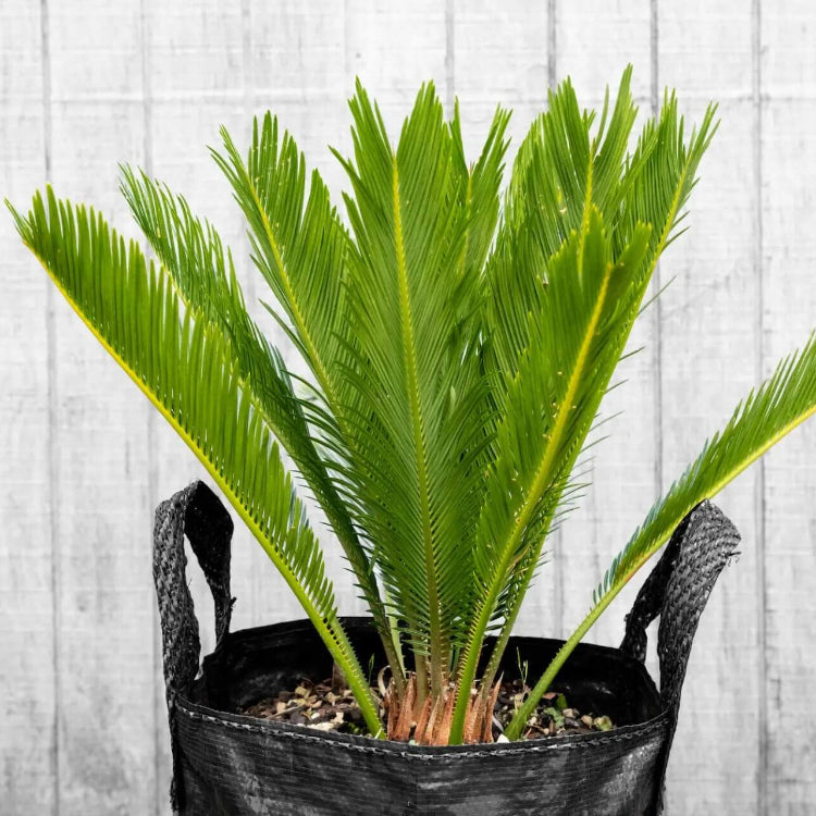 Cycas Revoluta plant