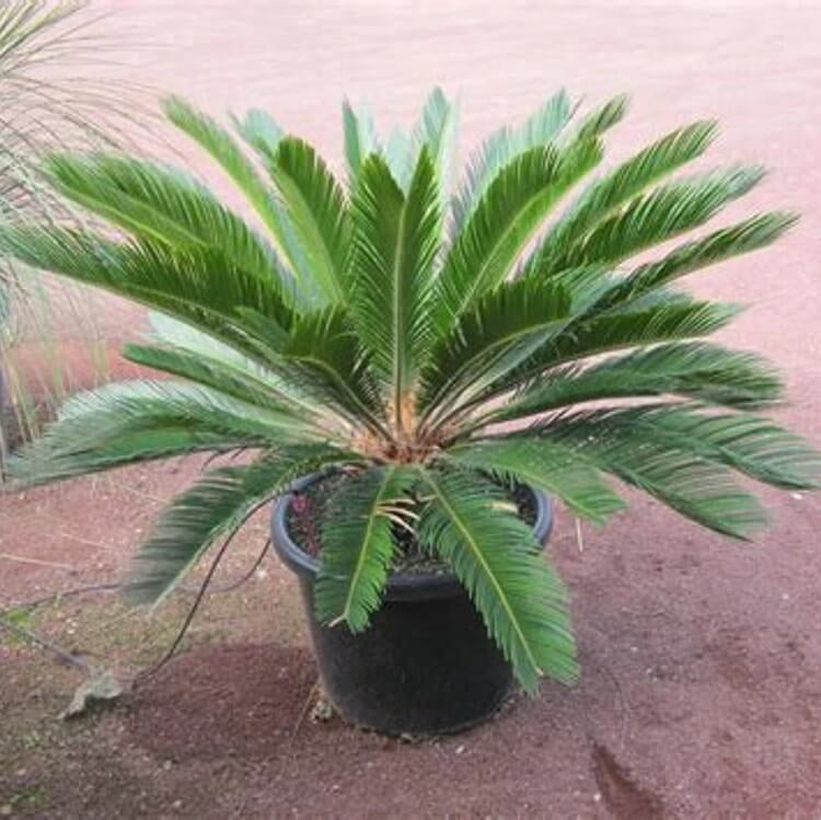 Cycas Revoluta plant
