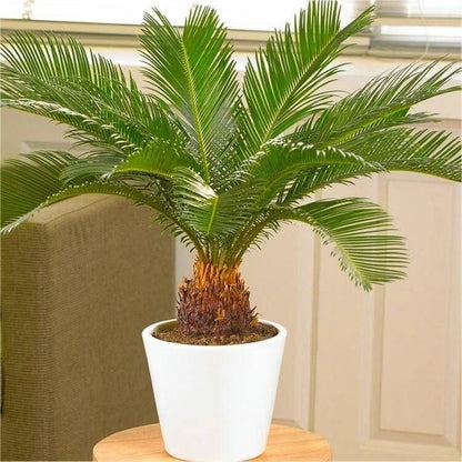 Cycas Revoluta plant