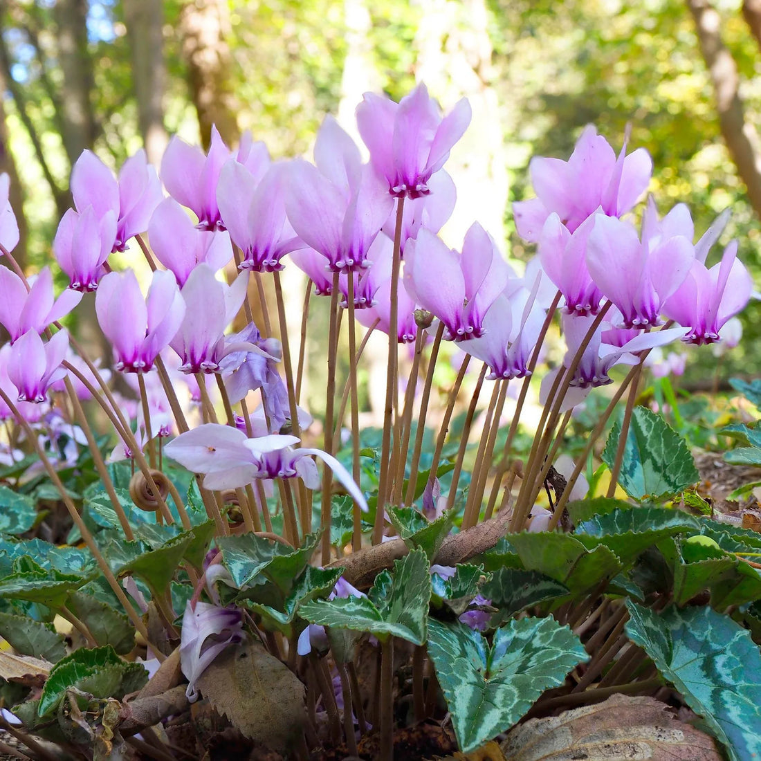 Pale Pink flower seeds