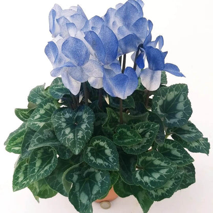 & White Cyclamen plant
