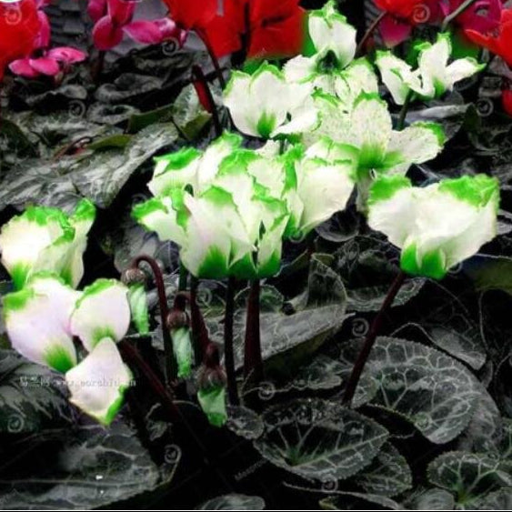 & White Cyclamen plant