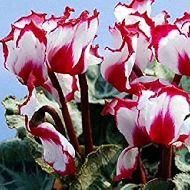 & White Cyclamen plant
