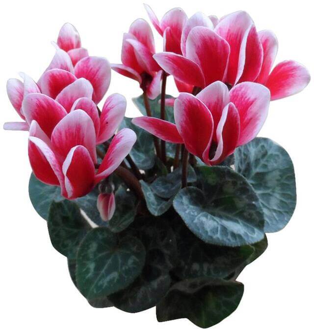 & White Cyclamen plant