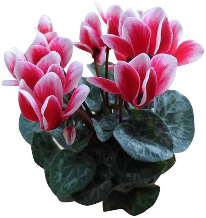 & White Cyclamen plant