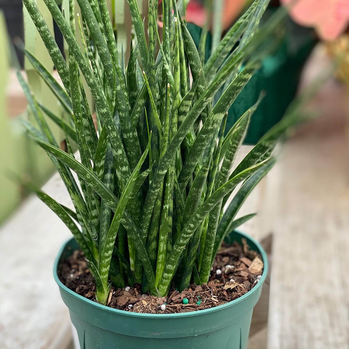 Cylindrical Snake Plant