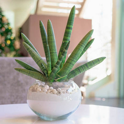 Cylindrical Snake Plant