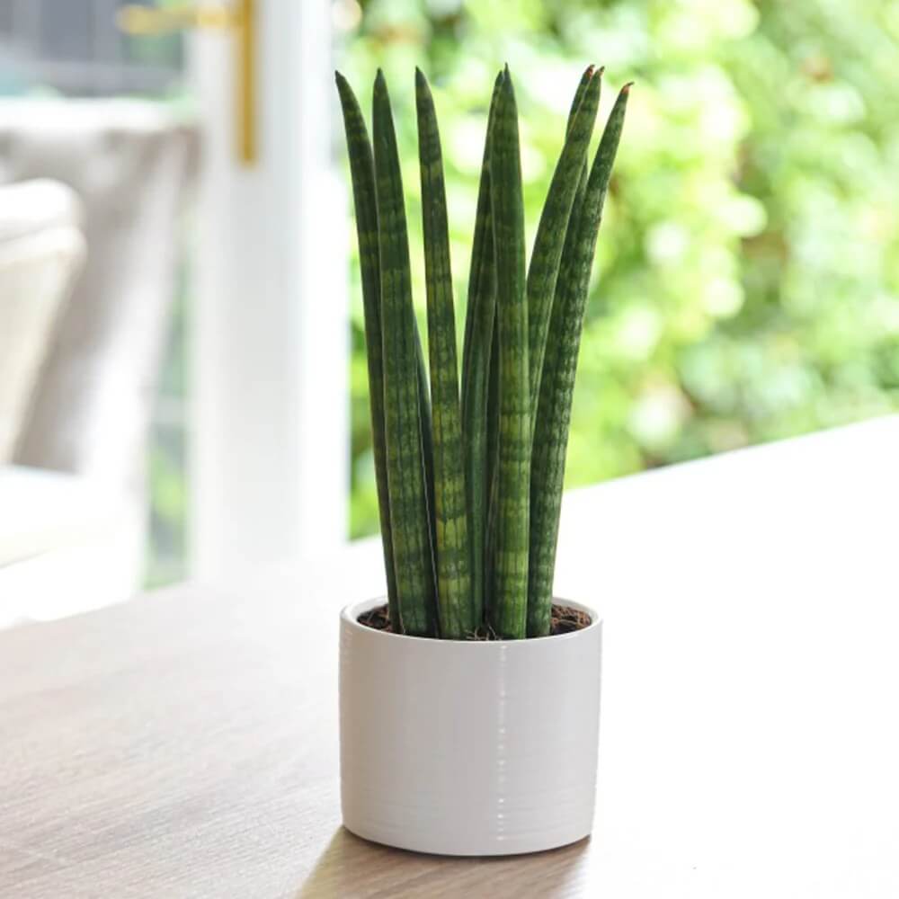 Cylindrical Snake Plant