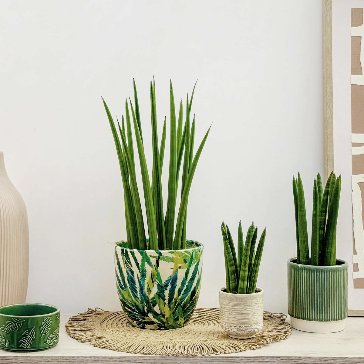 Cylindrical Snake Plant