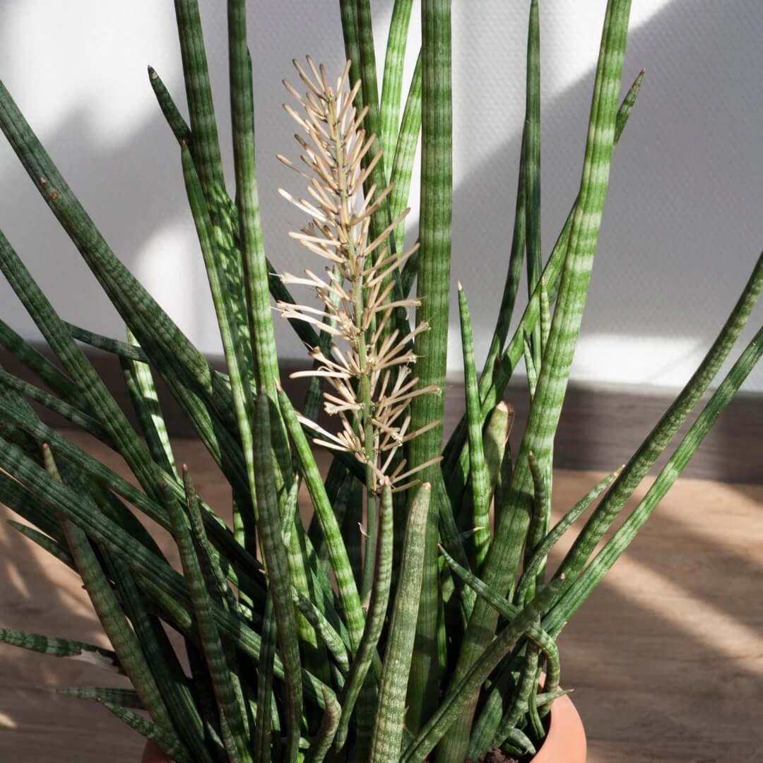 Cylindrical Snake Plant